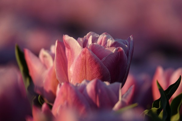 tulips-5104311_1920