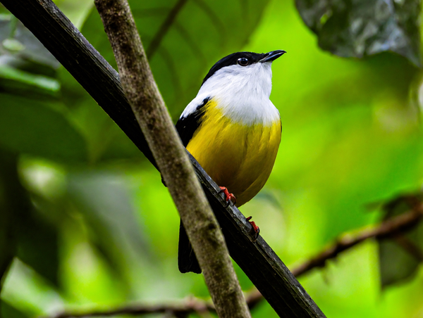 marvinbla-bird-10323076