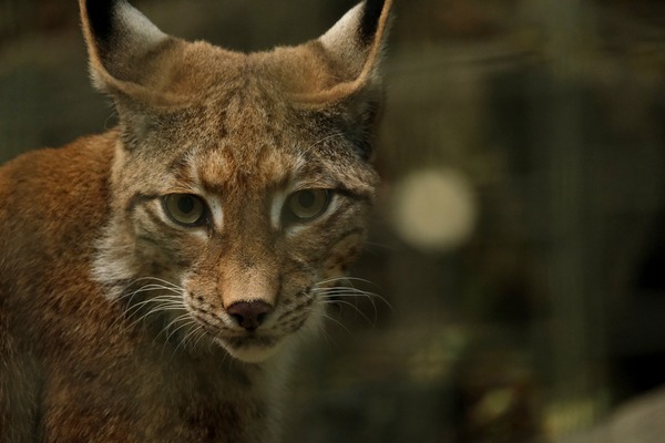 lynx-5581792_1920