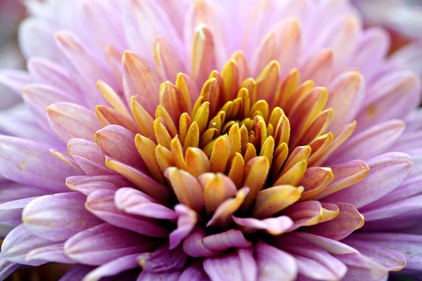 flower-8326809_1280