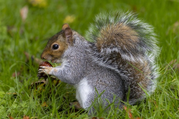 squirrel-8367079_1280
