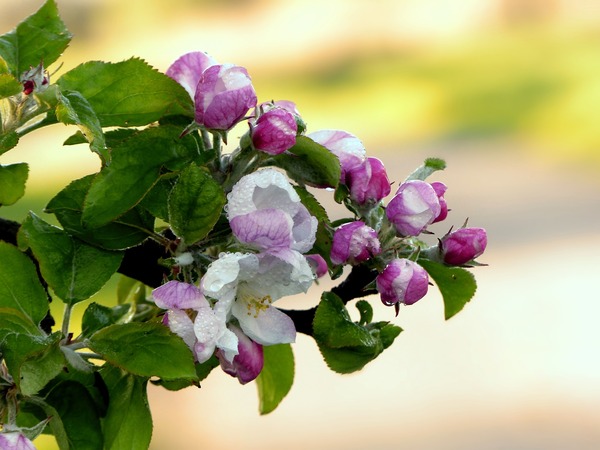 nature-3372858_1920