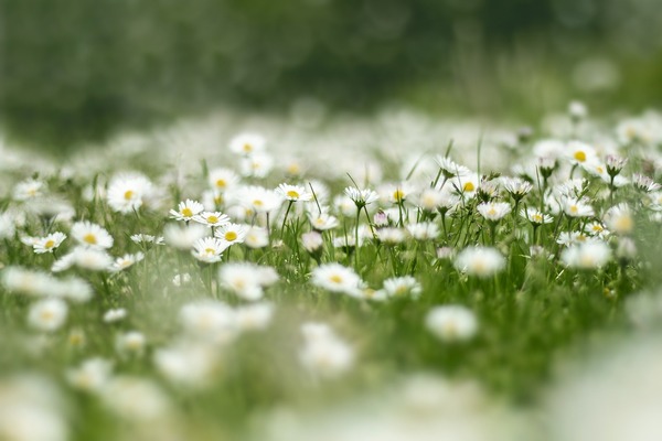 flower-meadow-4999277_1920
