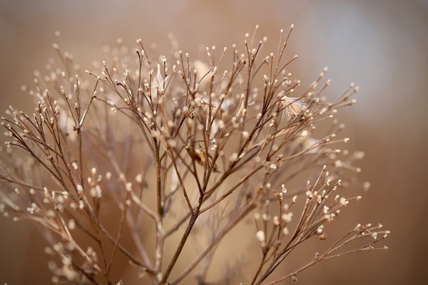 dried-flowers-4706051_1920