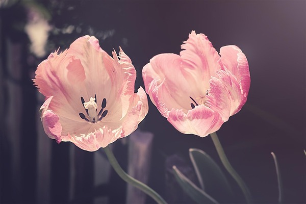 tulips-3339416_1280