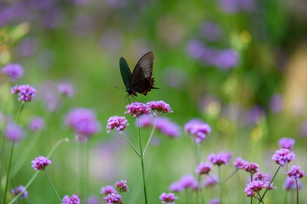 yangguangwu-swallowtail-butterfly-9776068