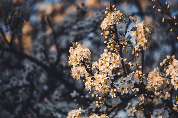 flowers-7875532_1280