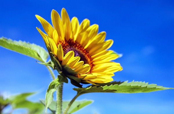 sunflower-1536088_1920