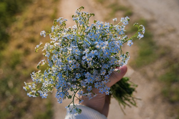 forget-me-nots-gb53e155a1_1920