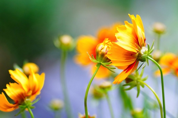 flower-5426944_1920