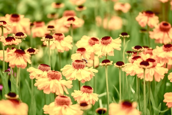 flowers-3028429_1280