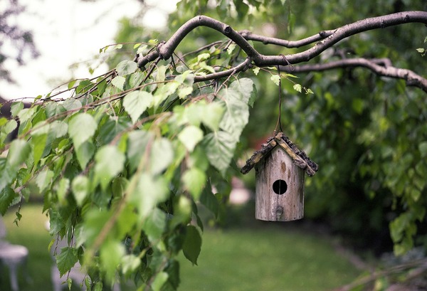 bird-feeder-2344414_1920