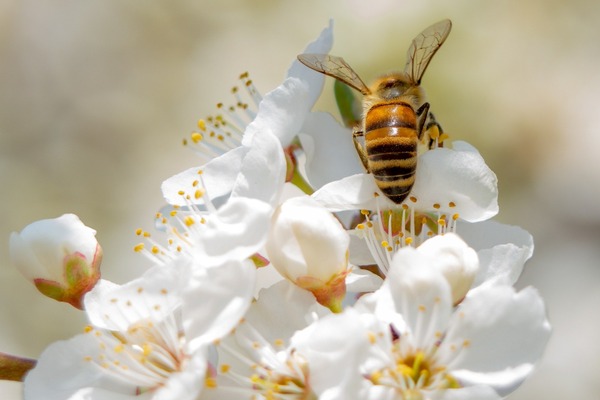 bee-6127510_1920