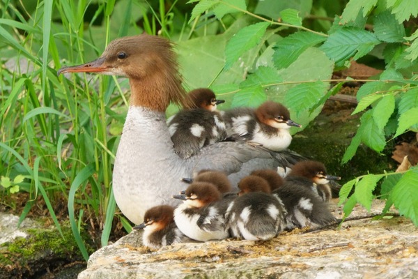 common-merganser-5303649_1920
