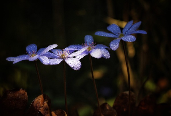 spring-7887962_1920