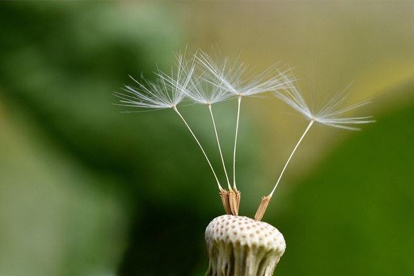dandelion-5975473_1920
