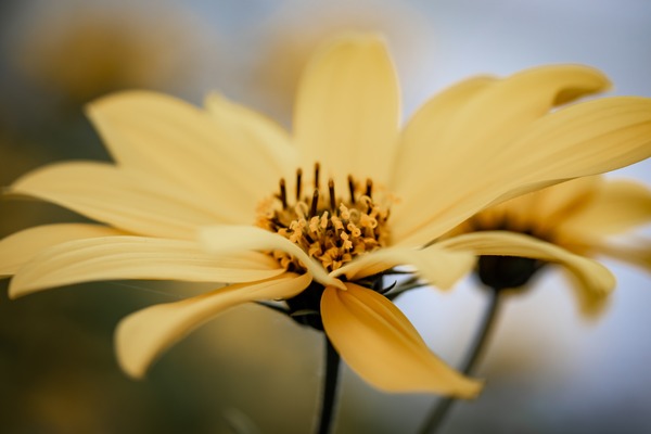 flower-g194451ac6_1920