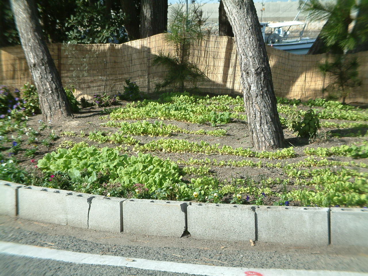 春の花壇づくり 俳句の風景 あいがも愛ちゃん