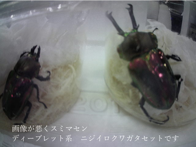 カブトムシ、花、小動物用の温室 最終値下げ中