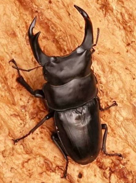 2016クワ 補充幼 成虫 くわがた カブトムシの飼育や釣り