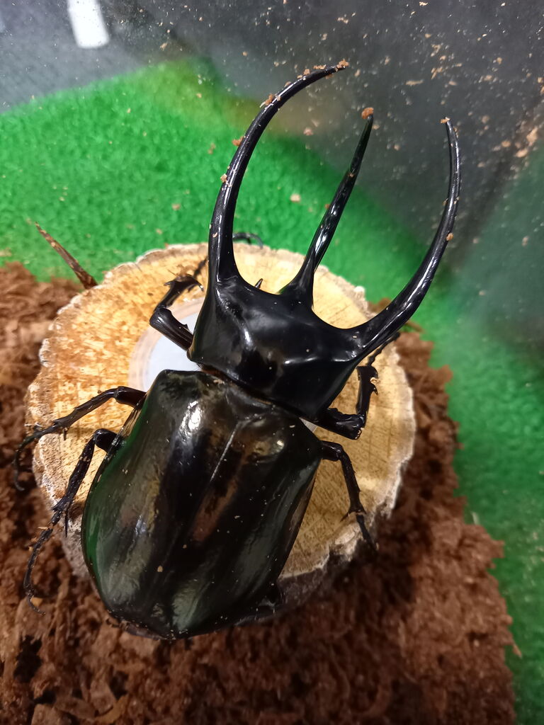 コーカサスオオカブト　ワイルド　105mm コーカサスオオカブト ワイルド 105mm