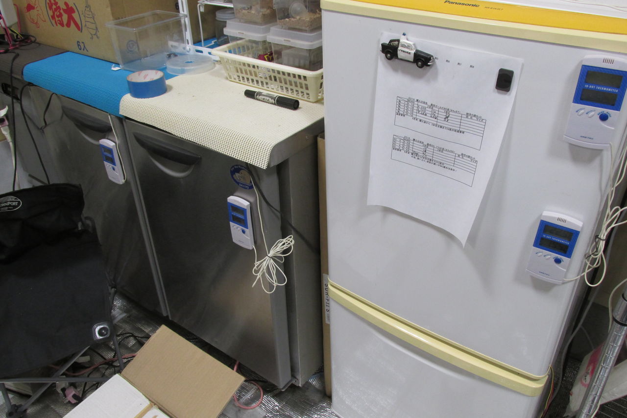 冷やし虫家故障なし : くわがた＆カブトムシの飼育や釣り