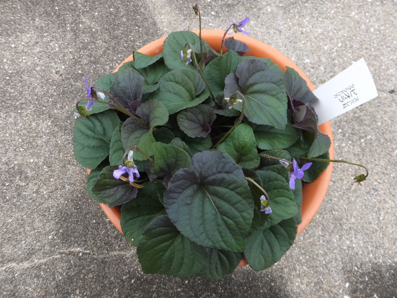 花の苗が届いた 秘密の花園
