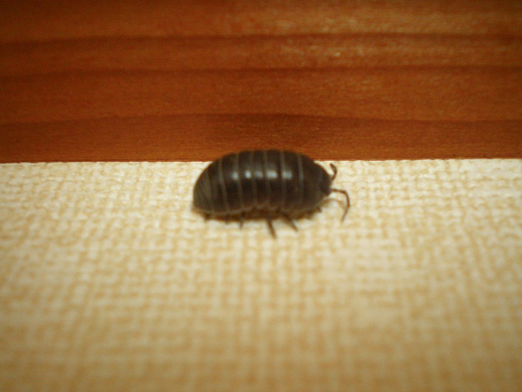 小さな来客 Horiの引きこもり的な日常