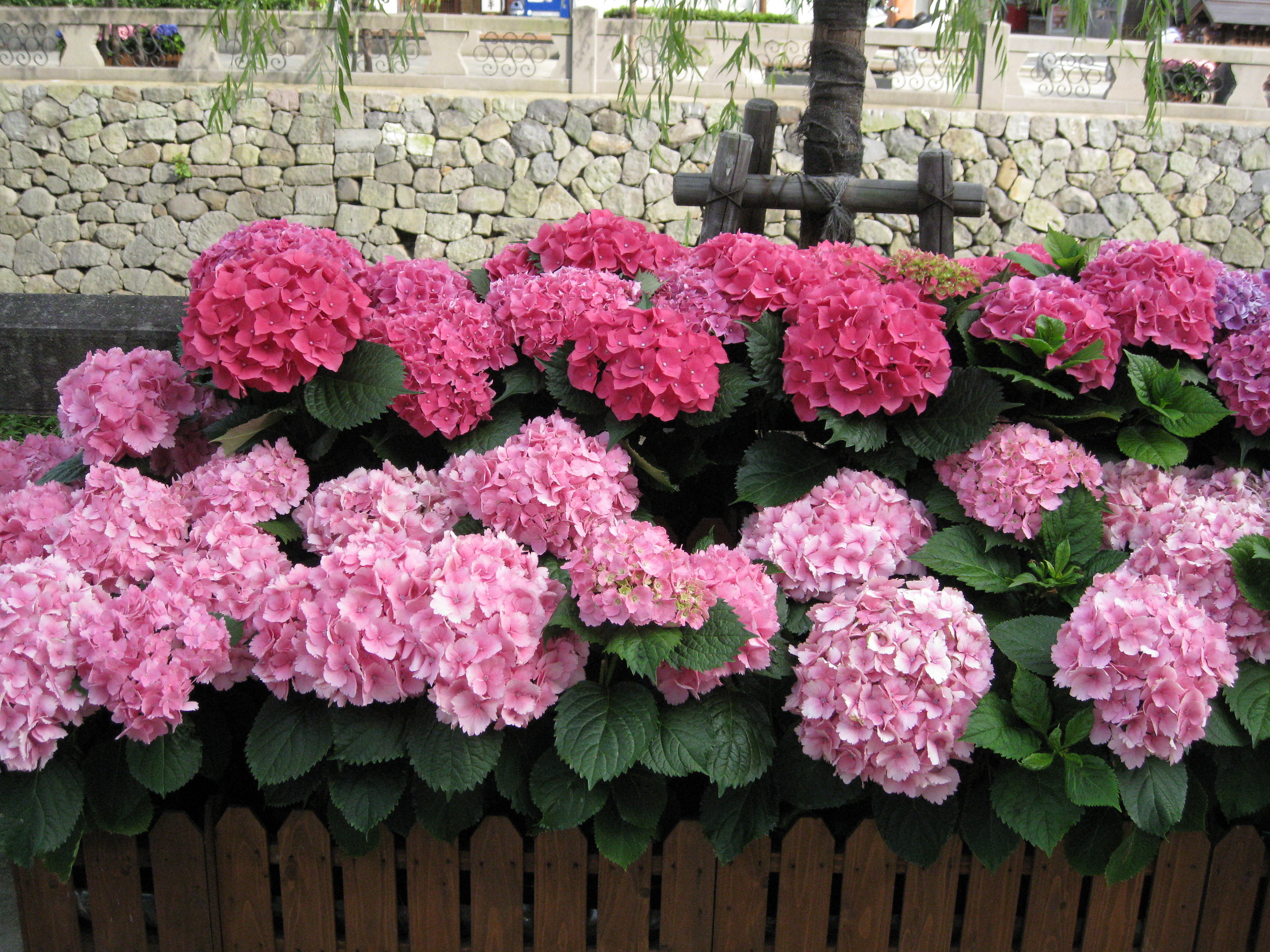 長崎 あじさいまつり スピッツ あじさい通り Horlicksの勝手にレビュー