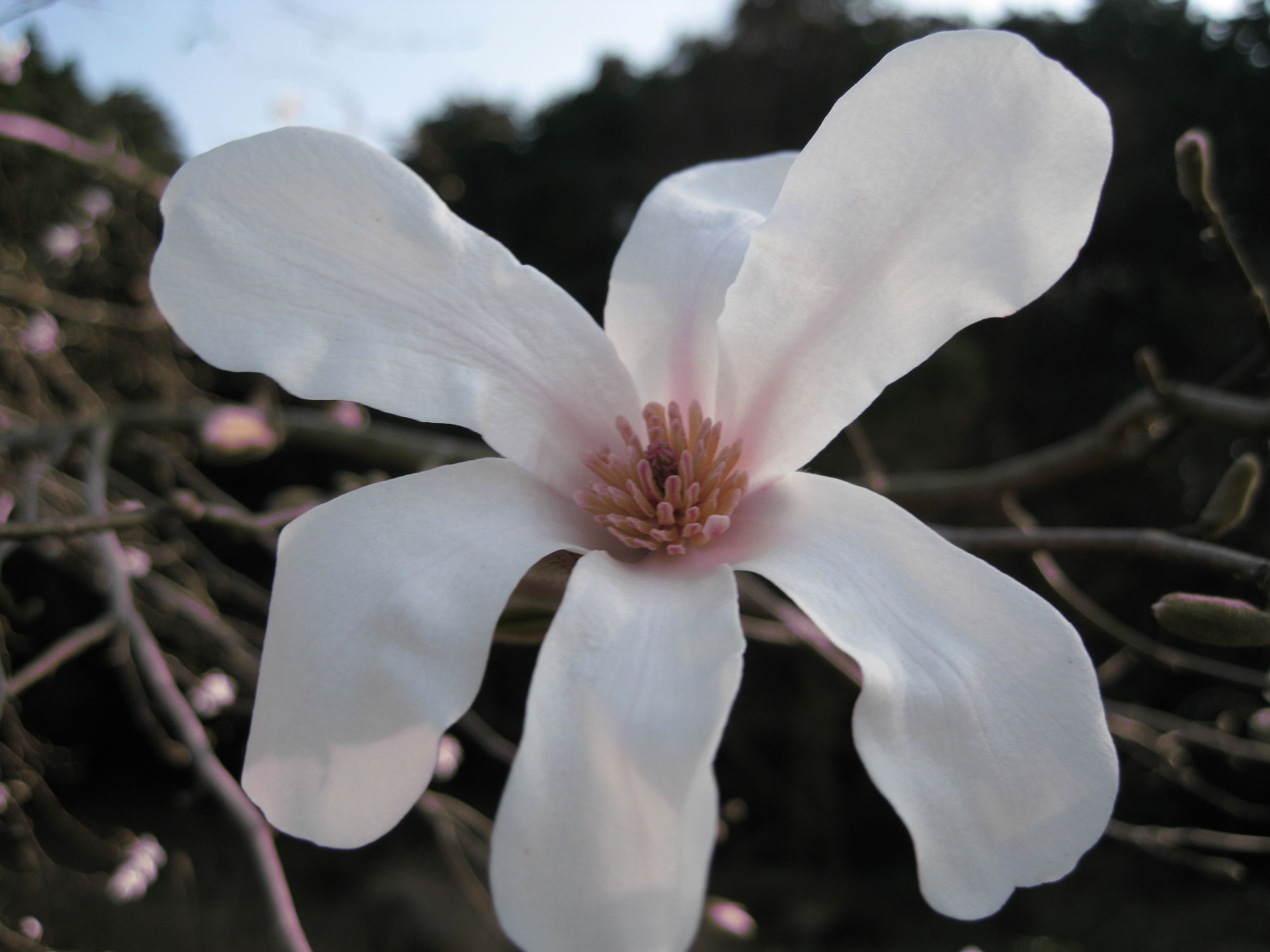 Horlicksの勝手にレビュー こぶし、木蓮、スタレビ「木蘭の涙」