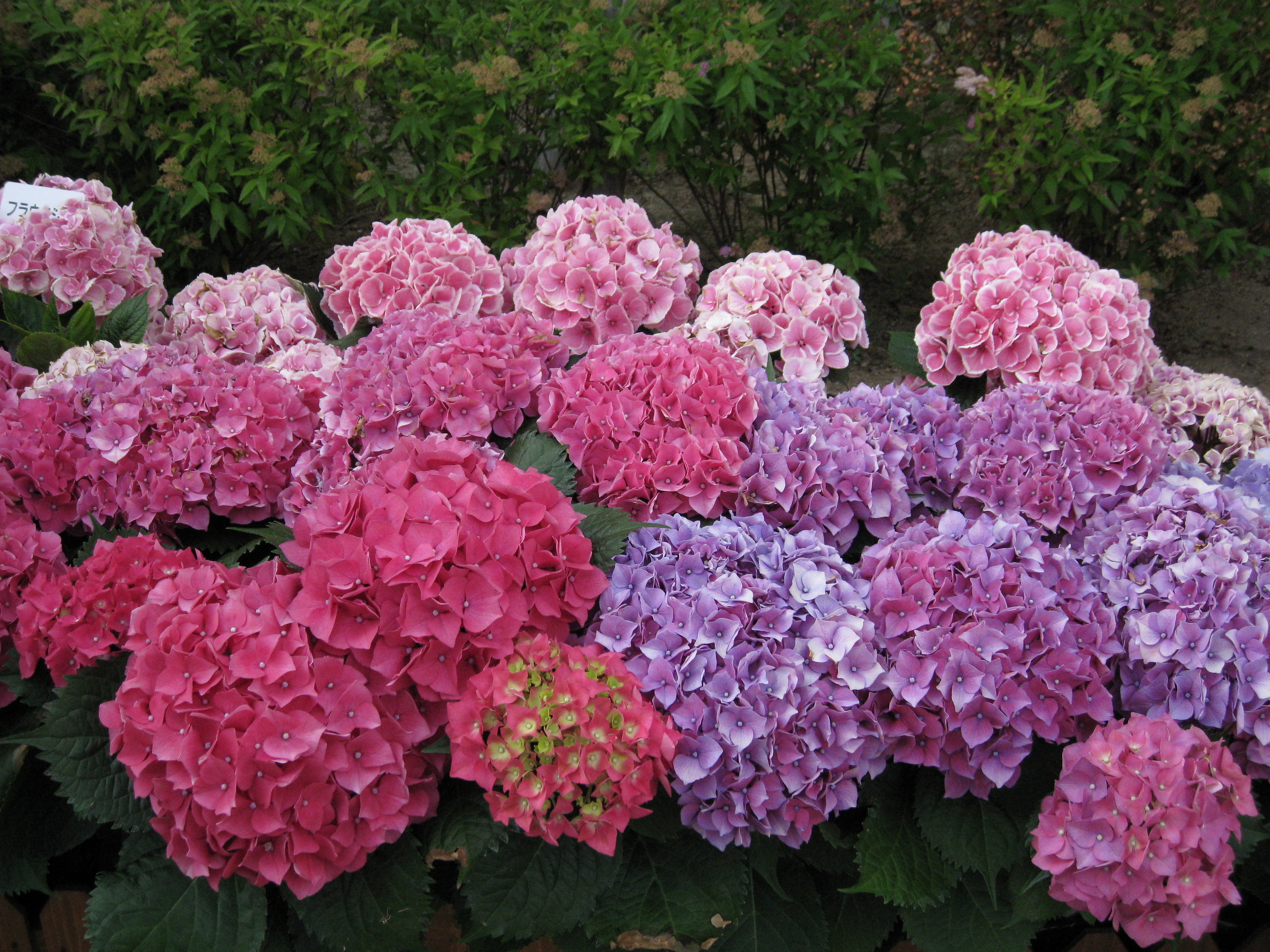 長崎 あじさいまつり スピッツ あじさい通り Horlicksの勝手にレビュー