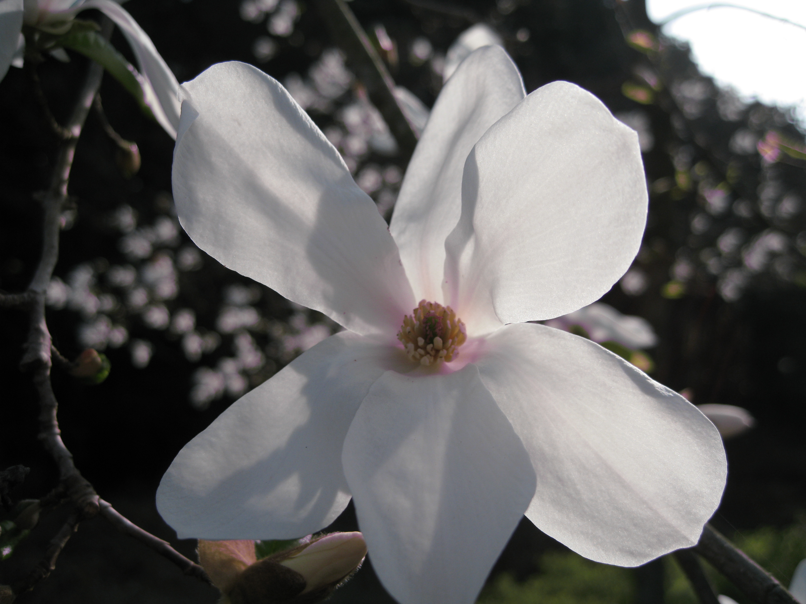 Horlicksの勝手にレビュー こぶし、木蓮、スタレビ「木蘭の涙」