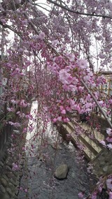 枝垂れ桜