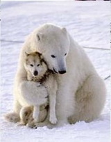 shirokuma