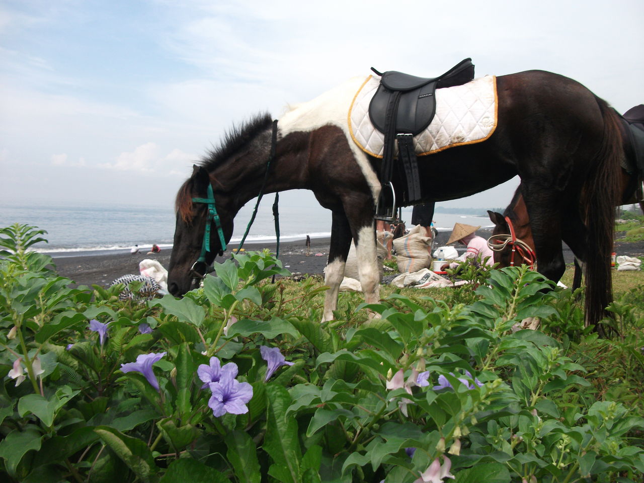 スタッフさんの乗っていたお馬