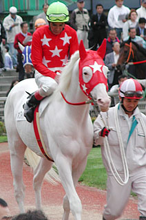 南関競馬の白毛馬 マイホースクラブ日誌
