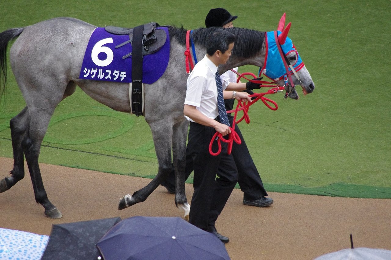 シゲルスダチの横断幕の出来がスゴイ ホースニュース俺 無期休刊 シゲルスダチの横断幕の出来がスゴイ ホースニュース俺 無期休刊