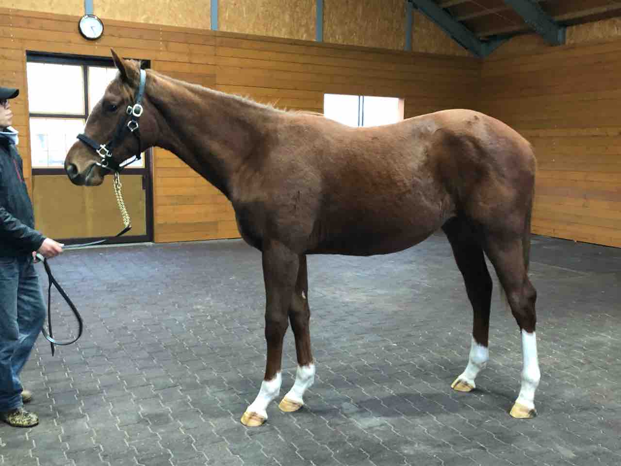 ポチり 馬い話はないものか 一口行っとく