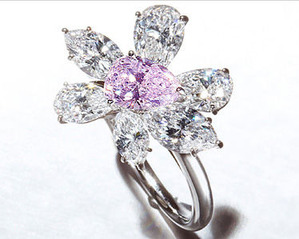 Euryopos Pink Diamond