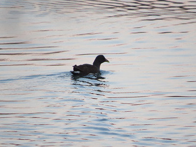 冬の水鳥（写真） 冬の水鳥公園 写真素材 [4443484] - フォトライブラリー