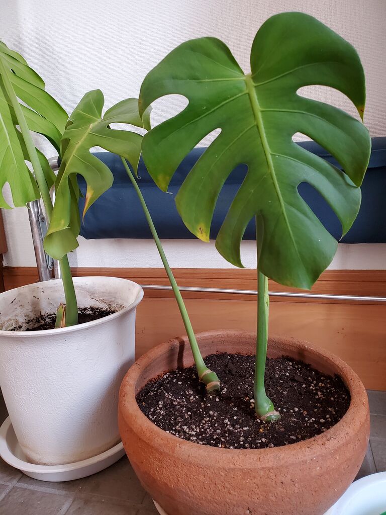 モンステラの植え替え ついに モンステラとその仲間のblog