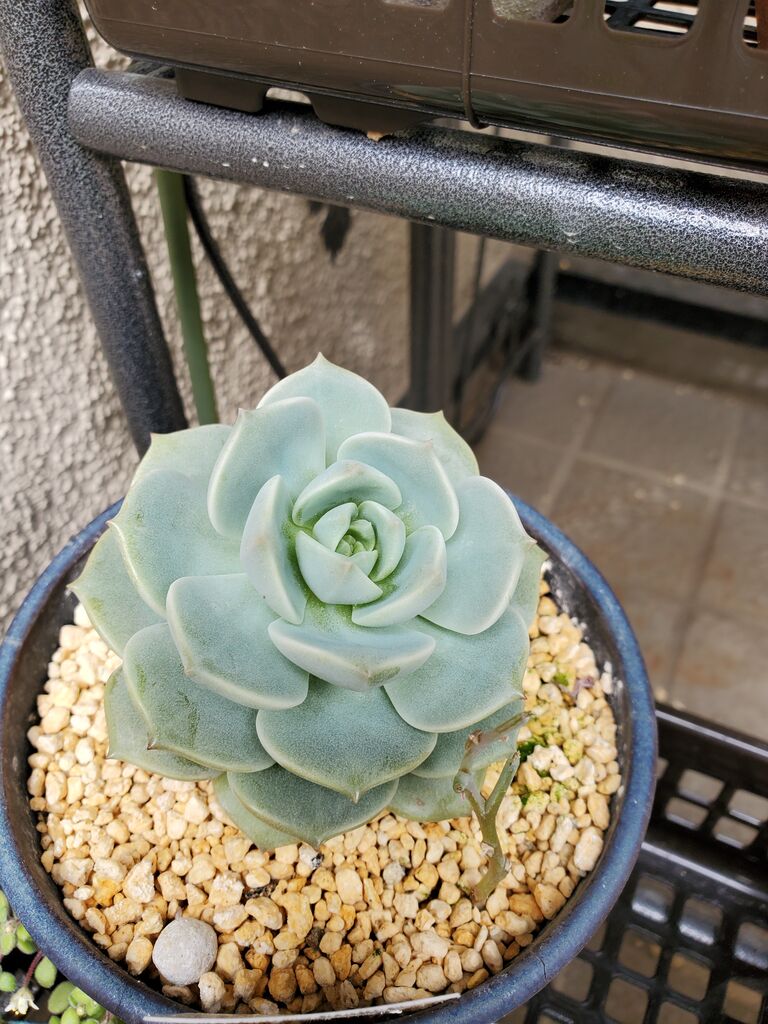 多肉植物の徒長 そして10個増やす方法 モンステラとその仲間のblog 多肉植物の徒長 そして10個増やす方法 モンステラとその仲間のblog