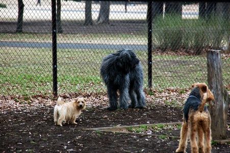 ブービエ デ フランダース ゆず かぼす じじ なんだの見聞録