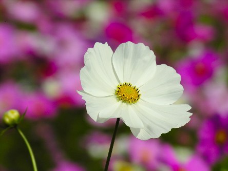 星の文化館と星の花公園 星野村の星の花公園へ行こう