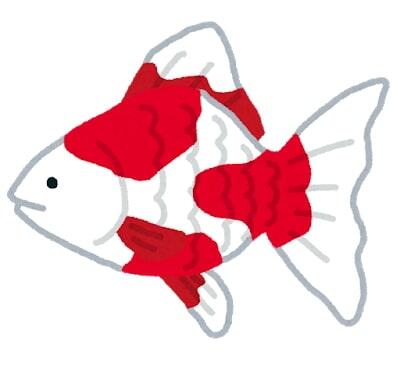 fish_kingyo2