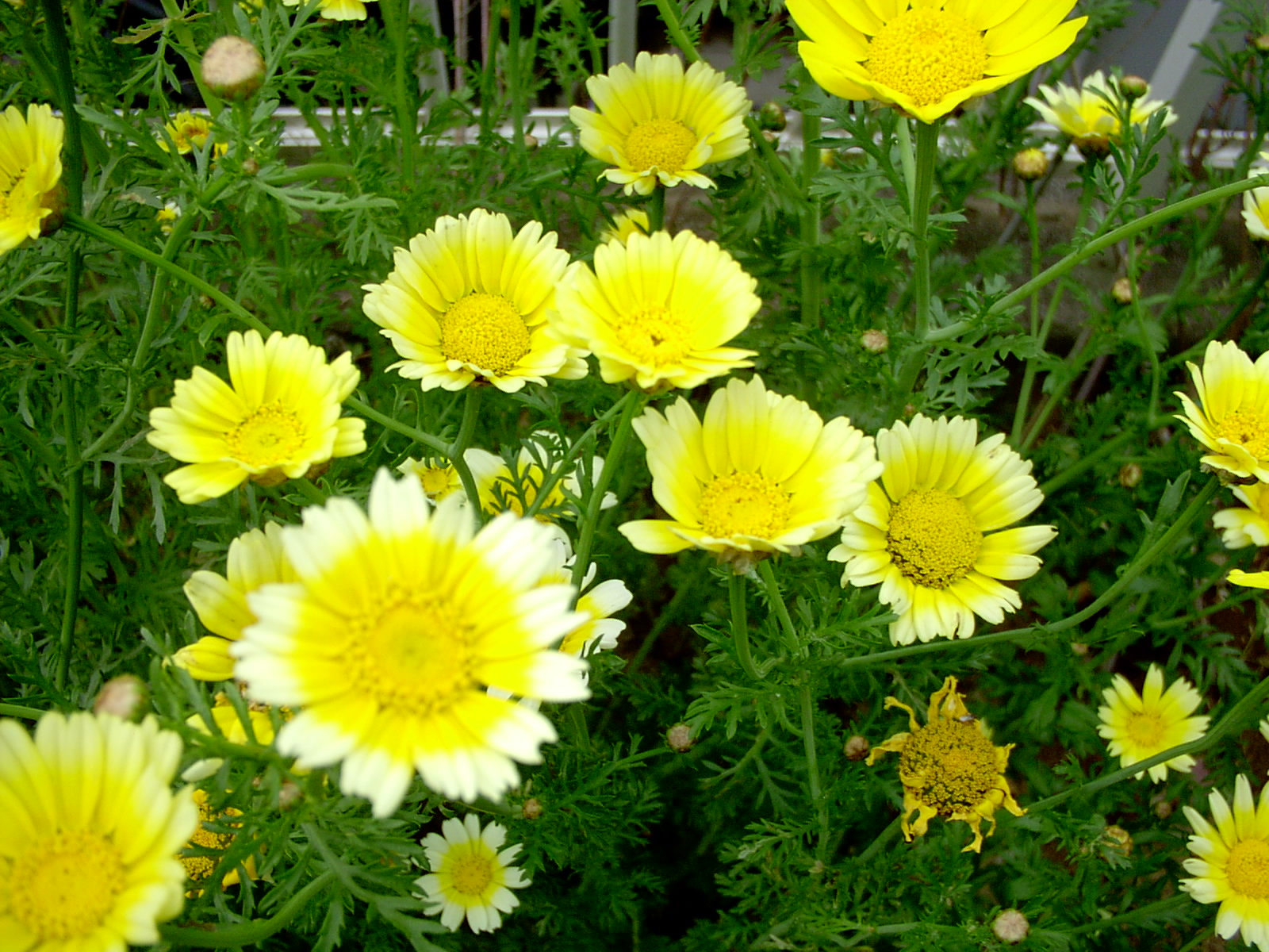 黄色い菊の花 家庭菜園