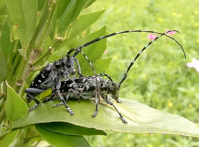 細川家の屋久島ライフ カミキリムシ