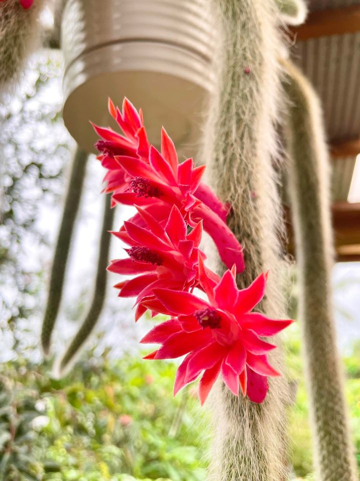 細川家の屋久島ライフ 庭の花 細川家の屋久島ライフ 庭の花