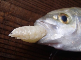 細川家の屋久島ライフ 怪奇ウオノエ