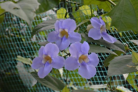 細川家の屋久島ライフ 庭の花